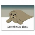 SEA LIONS